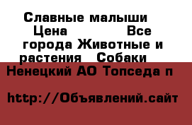 Славные малыши! › Цена ­ 10 000 - Все города Животные и растения » Собаки   . Ненецкий АО,Топседа п.